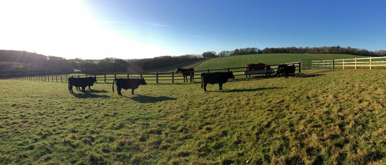 Yellowham Farm, Dorchester Higher Bockhampton Exteriör bild